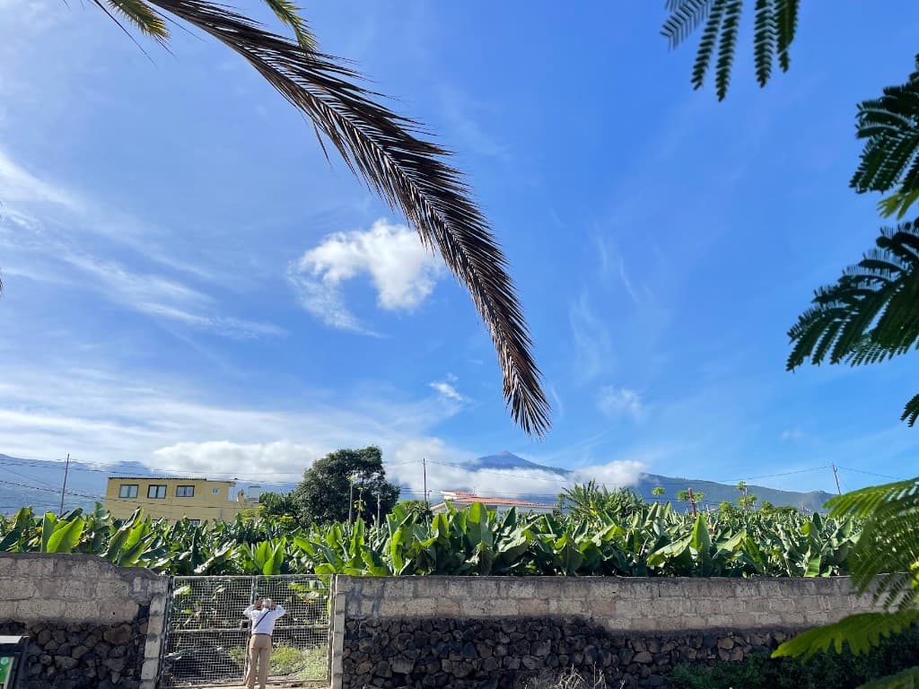 Banana plantation with Teide beyond a stone wall
