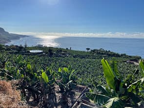 Banana plants overlooking a sunlit ocean
